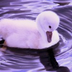 adorablebabyswan-1024x682-2