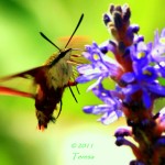 hummingbirdmoth2