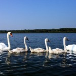 swanfamily1