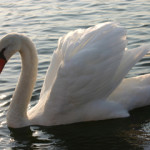 swan-2